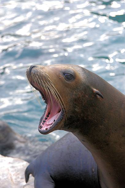 istock Laughing Sea Lion 465503778