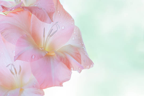 글라디올러스 - gladiolus single flower flower tropical climate 뉴스 사진 이미지