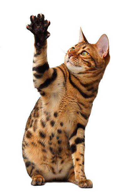 istock bengal cat raising up paw 465504074