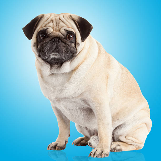 istock pug dog on a blue background 465504354
