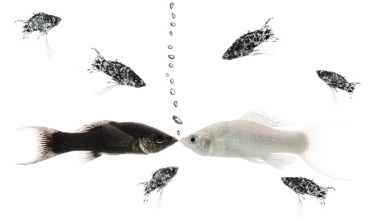black and white molly fish family Concept multiethnic family