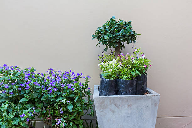 istock fresh flower in garden 465505454