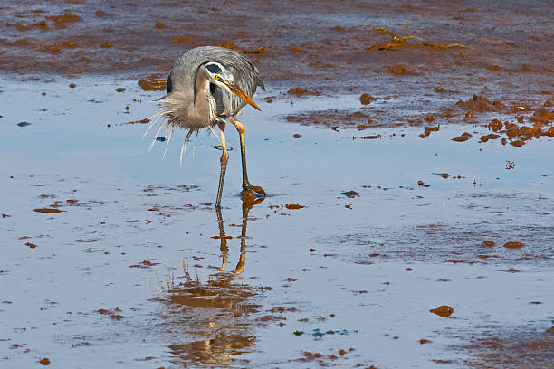 Blue Heron Feeding in the Mud The Great Blue Heron (Ardea herodias) is a large wading bird common near open water and wetlands in North America, Central America, the Caribbean and the Galápagos Islands. It is the largest of the heron family native to North America. Blue herons are distinguished by slate-blue colored flight feathers, long legs and a long neck which is curved in flight. The face and head are white with black stripes. The long-pointed bill is a dull yellow. The great blue heron is found throughout most of North America from Alaska through Florida, Mexico, the Caribbean and South America. East of the Rocky Mountains herons are migratory and winter in the coastal areas of the Southern United States, Central America, or northern South America. Great blue herons thrive in almost any wetland habitat and rarely venture far from the water. The blue heron spends most of its waking hours hunting for food. The primary food in their diet is small fish. It is also known to feed opportunistically on other small prey such as shrimp, crabs, aquatic insects, rodents, small mammals, amphibians, reptiles, and birds. Herons hunt for their food and locate it by sight. Their long legs allow them to feed in deeper waters than other waders are able to. The common hunting technique is to wade slowly through the water and spear their prey with their long, sharp bill. They usually swallow their catch whole. The great blue heron breeds in colonies called rookeries, located close to lakes and wetlands. They build their large nests high up in the trees. This heron was photographed while hunting in Puget Sound at the Nisqually National Wildlife Refuge near Olympia, Washington State, USA. jeff goulden national wildlife refuge stock pictures, royalty-free photos & images