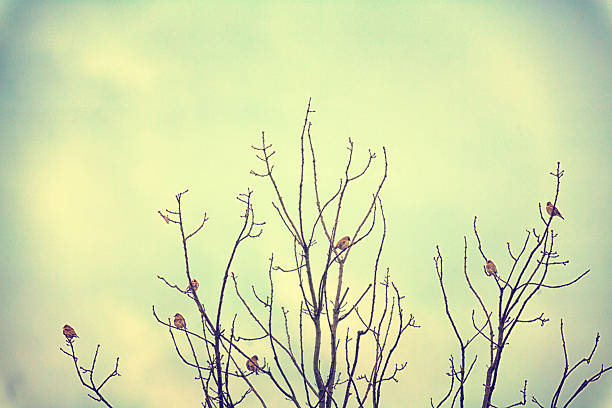 Little birds sitting on a tree in winter