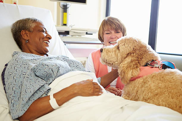 perros mascota terapia visita paciente mujer senior en hospital - perro adiestrado fotografías e imágenes de stock
