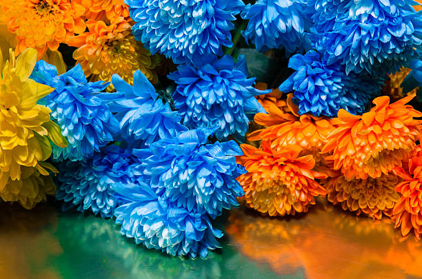 istock colorful chrysanthemum flower 465508448