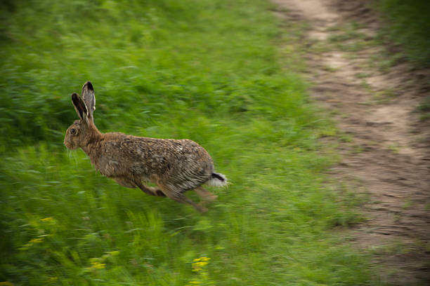 istock Rabbit jumping on a green field 465508592