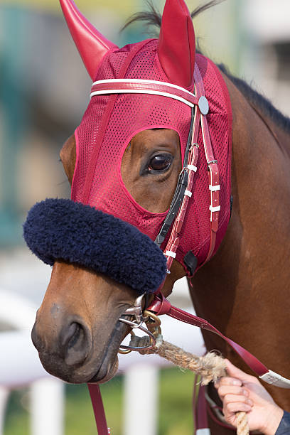 istock Horse with Shadow Roll and Ear Plugs 465509055