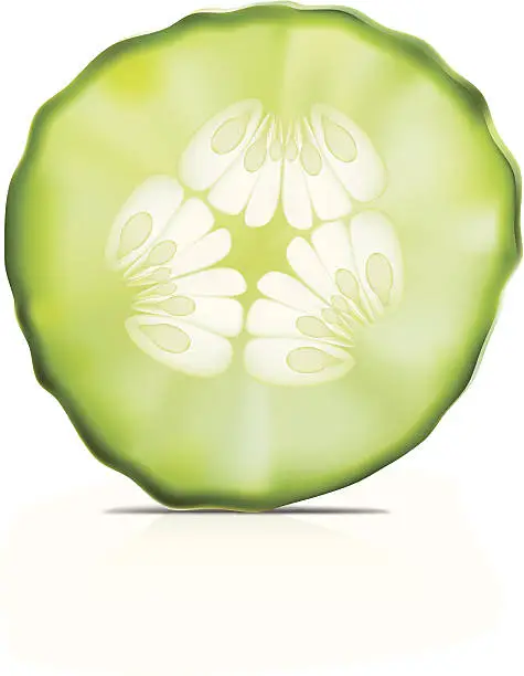 Vector illustration of Cucumber- Vector illustration