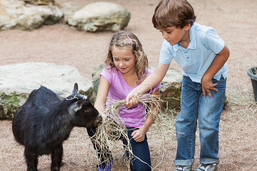 Children (7 and 5 years) at petting zoo, feeding goat.  Main focus on girl.