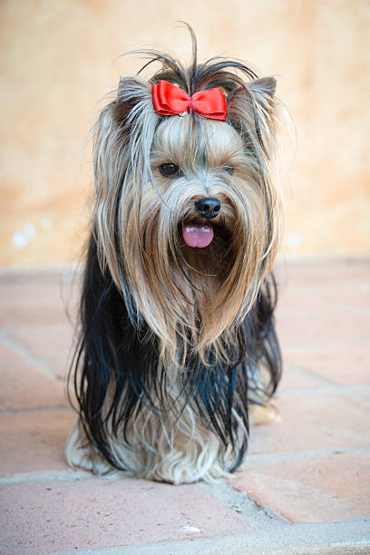 Portrait of a female Yorkshire Terrier with a red bow holding her hair up away from her eyes.
