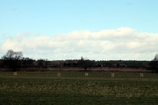 istock Norfolk Farms birds 465510516
