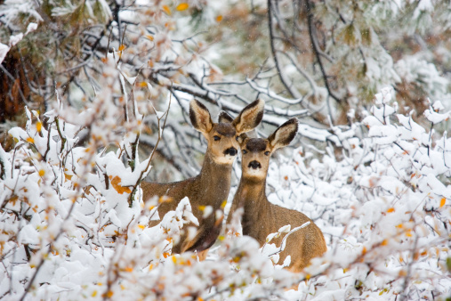Doe mule deer pair brave heavy snow during a cold Colorado winter snowstorm