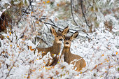 Winter Pair