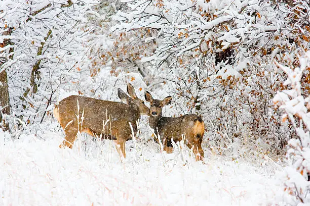 Photo of Doe Mule Deer in Snow