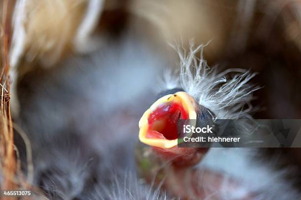 Baby Ptak - zdjęcia stockowe i więcej obrazów Gniazdo zwierzęce - Gniazdo zwierzęce, Pisklę, Wrzeszczeć
