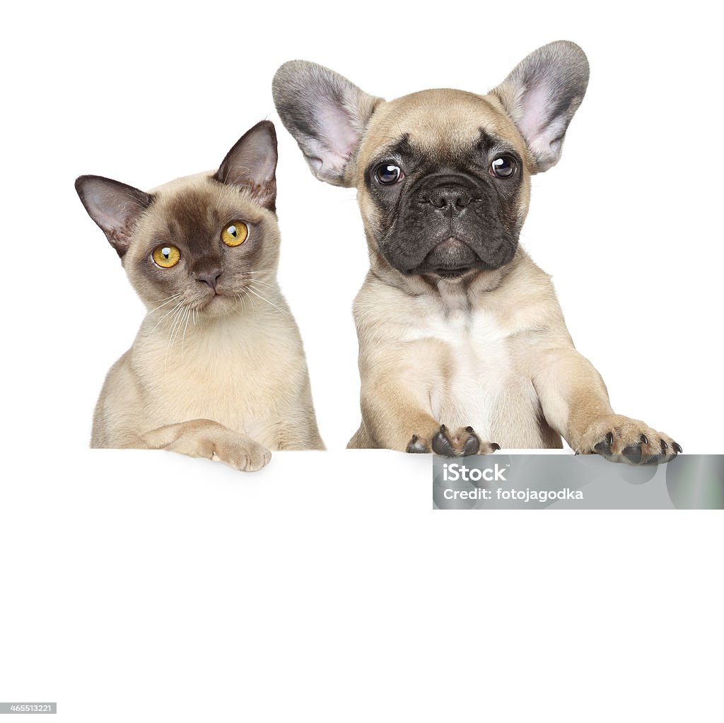 Porträt der Katze und Hund auf einem weißen banner - Lizenzfrei Französische Bulldogge Stock-Foto