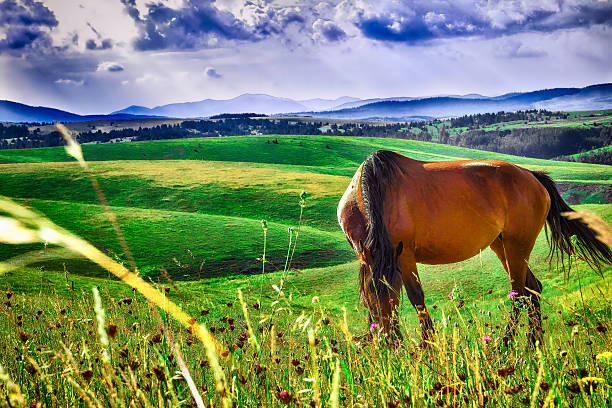 istock horse in a meadow 465513277
