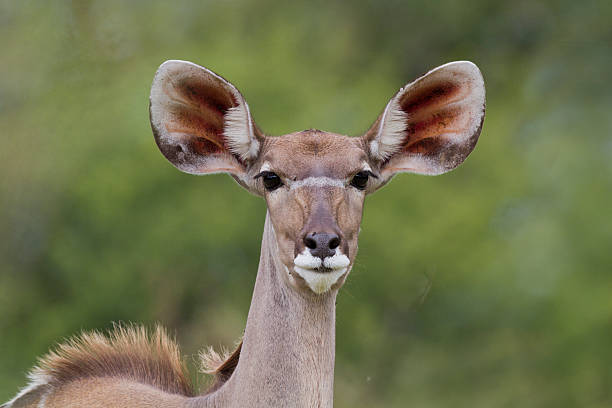istock Greater kudu, Tragelaphus strepsiceros 465513297
