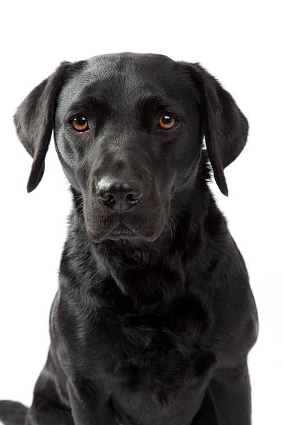 istock Potrait of a black labrador 465513323