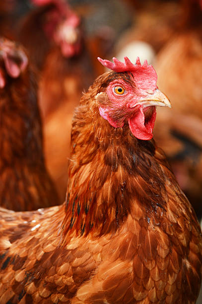 istock Traditional free range poultry farming 465513339