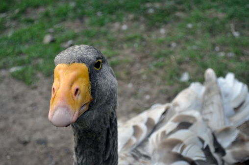 Home goose with a yellow beak and a gray-necked, close-up