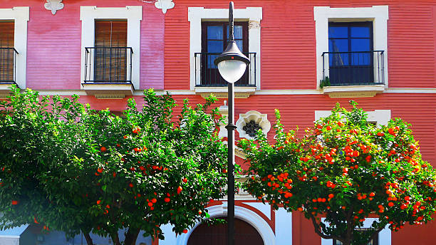 Orange Trees in the Plaza San Salvador in Seville Spain