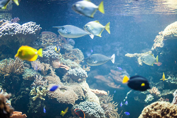 istock Colorful aquarium with fishes 465514897