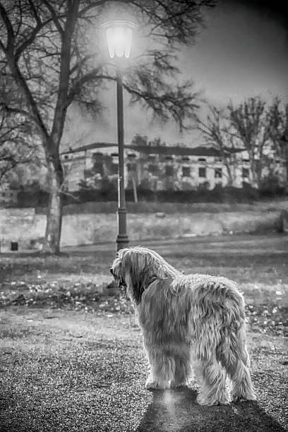 Bergamasco in the park stock photo