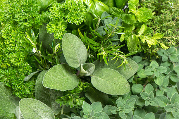 istock closeup of variety fresh herbs 465516467
