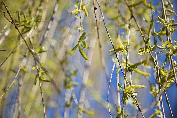 wierzba coraz bogatsza w spring - willow leaf weeping willow willow tree tree zdjęcia i obrazy z banku zdjęć