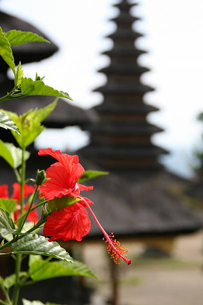 Hibiscus in Bali stock photo