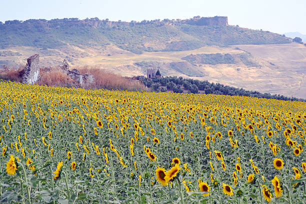 istock Field of sunflowers 465519655