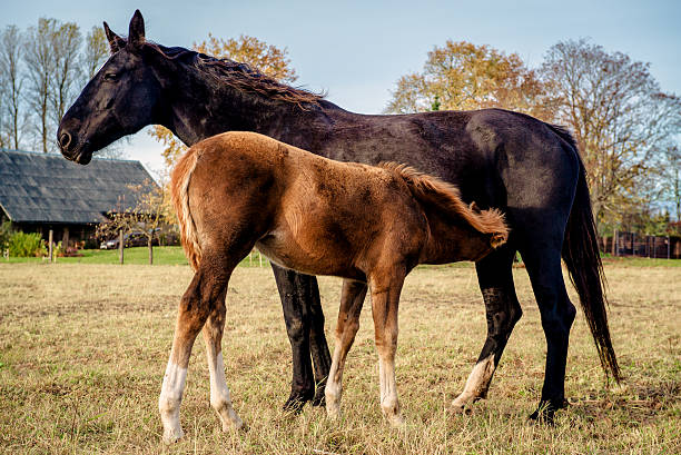 istock Two horses outdoors 465520571