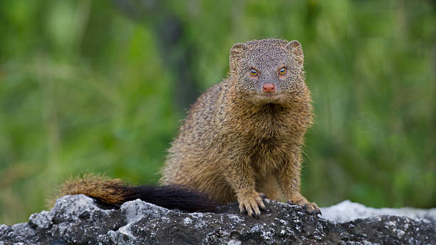 istock Zebramanguste,  Banded Mongoose,  Mungos mungo 465520929