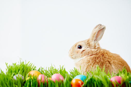 Brown rabbit and Easter eggs in green grass against white background