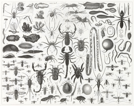 Engraved illustrations of Representatives of the Phyla Coelenterata, Chordata, Mollusca, Platyhelminthes and Arthropoda from Iconographic Encyclopedia of Science, Literature and Art, Published in 1851. Copyright has expired on this artwork. Digitally restored.