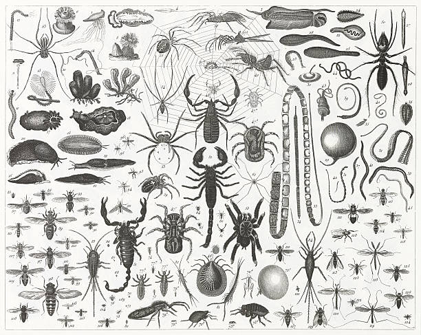 Spiders, Bees & Scorpions Engraving Engraved illustrations of Representatives of the Phyla Coelenterata, Chordata, Mollusca, Platyhelminthes and Arthropoda from Iconographic Encyclopedia of Science, Literature and Art, Published in 1851. Copyright has expired on this artwork. Digitally restored. scorpions drawings stock illustrations
