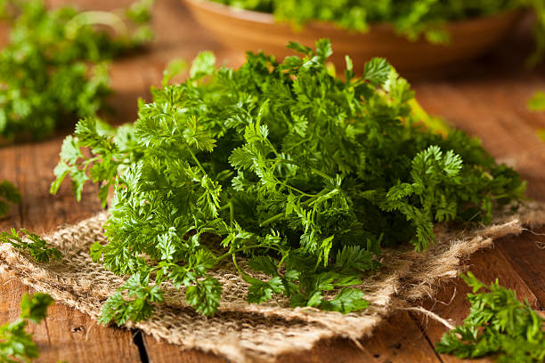crus orgânicos batatas parsley cerefólio - parsley spice herb garnish - fotografias e filmes do acervo