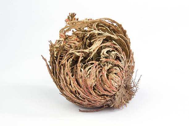 istock Rose of Jericho on white background 465521990
