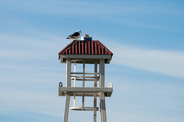 seagull seagull perched on a tower kelp gull stock pictures, royalty-free photos & images