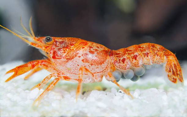 istock Orange crayfish ( CPO ) with eggs Cambarellus patzcuarensis 465522041