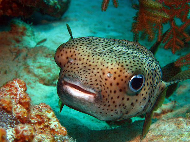 istock A cute little puffer fish saying hello  465522065