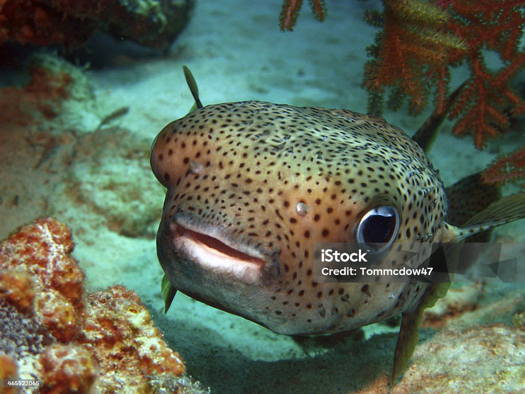A cute little puffer fish saying hello  This curious Puffer(Porcupinefish) peers over a Coral Reef bulkhead. Balloonfish Stock Photo