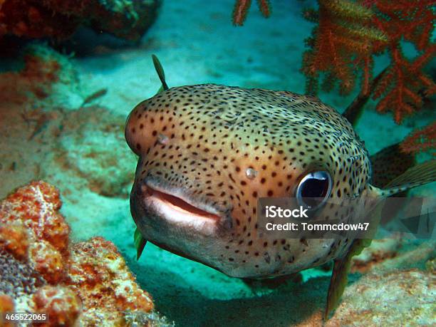 A Cute Little Puffer Fish Saying Hello Stock Photo - Download Image Now - Balloonfish, Caribbean, Fish