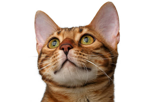 istock closeup bengal cat isolated on white 465522148