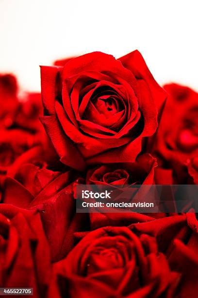 Red Roses Stock Photo - Download Image Now - Beauty In Nature, Blood, Bouquet