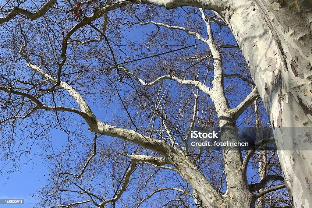 Platanus tree - Lizenzfrei Ast - Pflanzenbestandteil Stock-Foto
