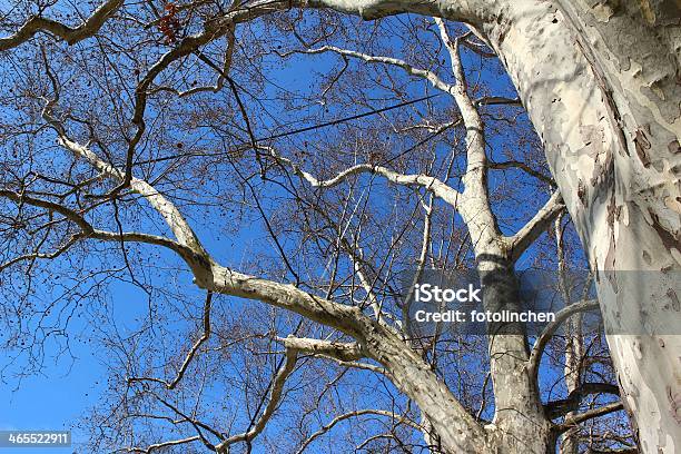 Platanus Tree Stockfoto und mehr Bilder von Ast - Pflanzenbestandteil - Ast - Pflanzenbestandteil, Aufnahme von unten, Baum