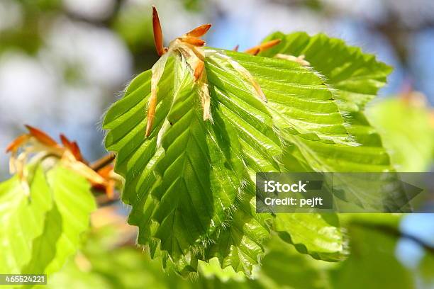 Photo libre de droit de Beech Feuilles Printempsvert Clair banque d'images et plus d'images libres de droit de Beauté de la nature - Beauté de la nature, Bois, Couleur verte